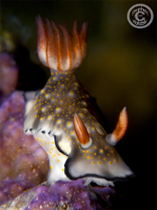 Nudi shot in Anilao.  Canon G10, single Inon UCL165, Sea ... by Stephen Holinski 